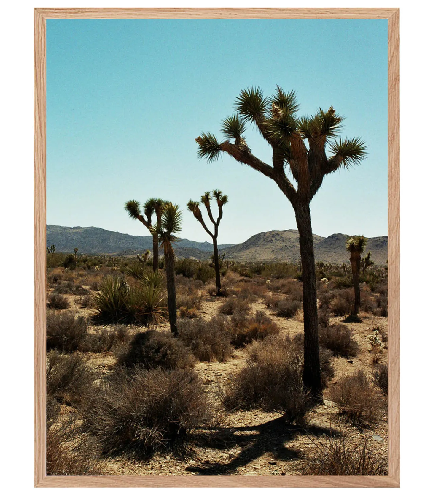 Tableau avec cadre "Joshua Tree" 60x80cm-Lola James Harper Sale